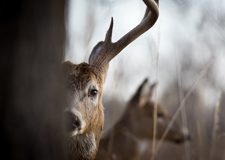 Deer-Stalking